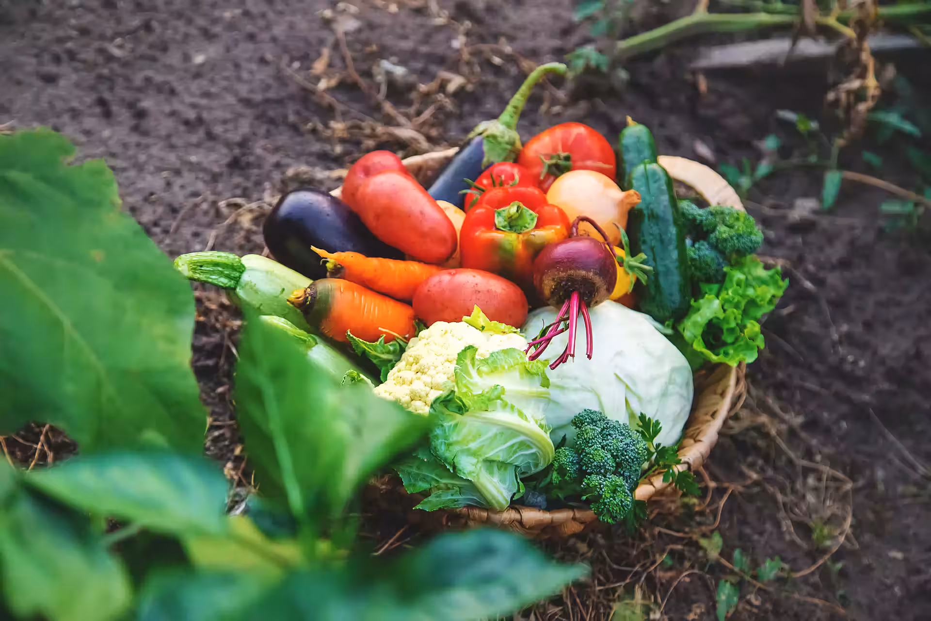 A basket sitting on garden soil containing a vibrant assortment of vegetables, including red tomatoes, purple eggplants, green cucumbers, carrots, broccoli, and a head of cauliflower